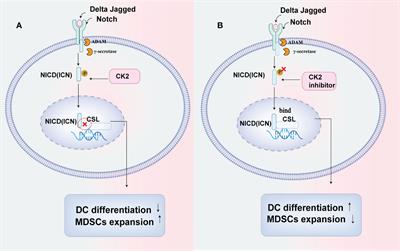 Emerging role of Protein Kinase CK2 in Tumor immunity